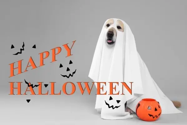 Happy Halloween from Moose Mortgage LLC